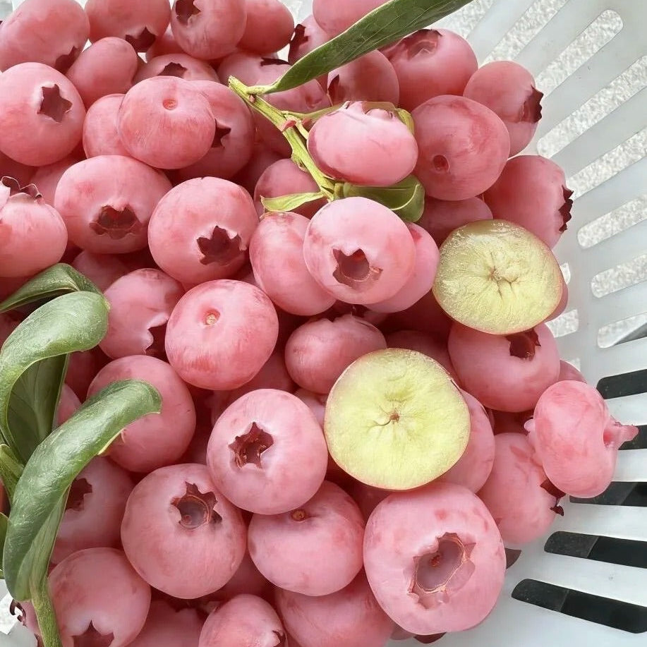 π« Giant Blueberry Seeds β Blue & Pink Variety Mix β¨