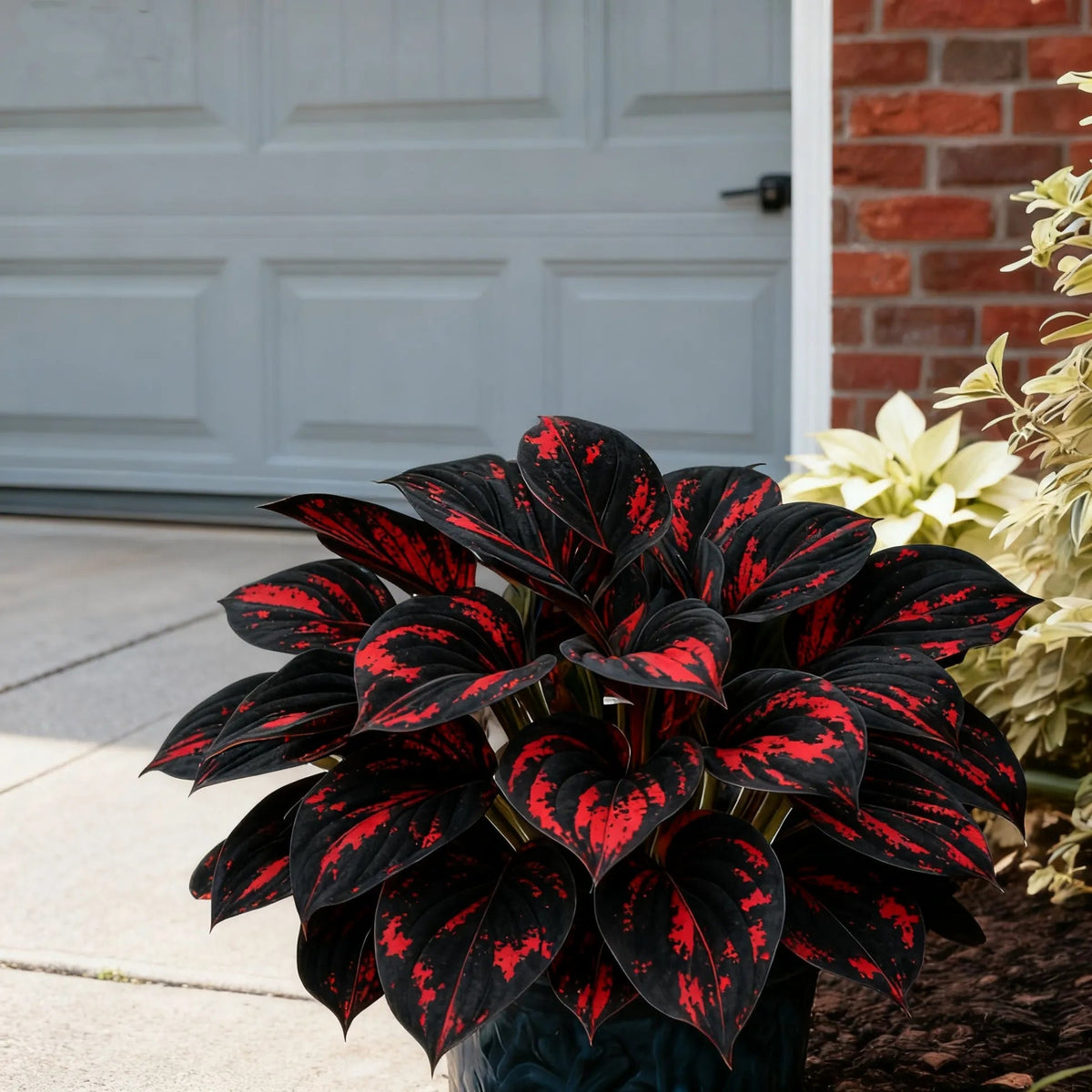 🍃 Exclusive Hosta Bulbs – Unique Foliage, Effortless Beauty