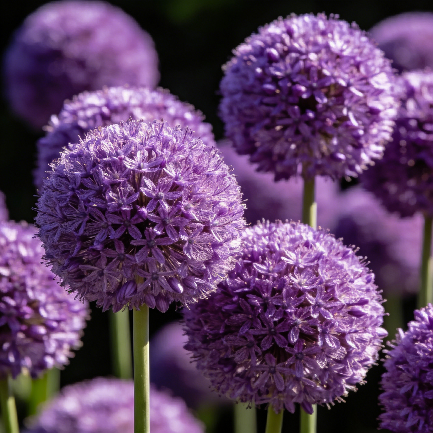🌸 Premium Giant Allium Bulbs– Colorful Globe Blooms ✨