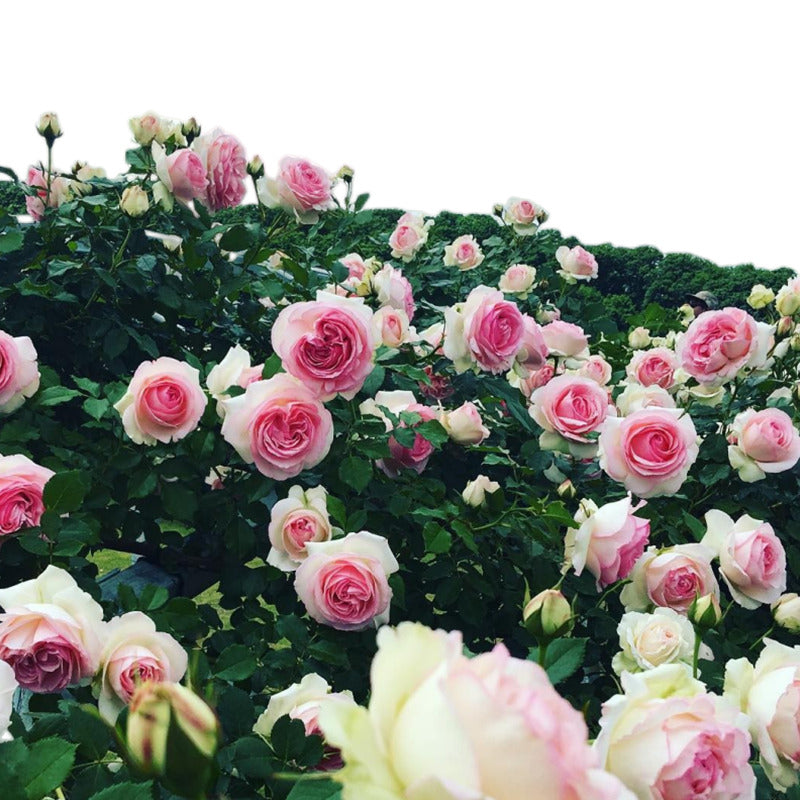 Pink Lady Rose Climbing Seeds