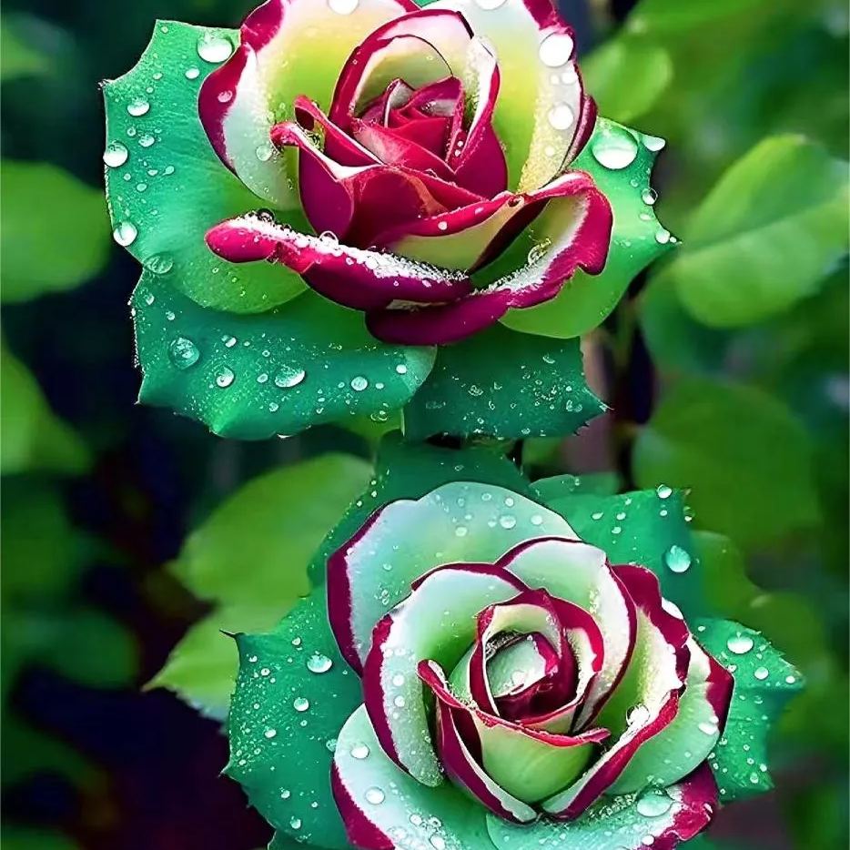 Ruby Green Twin Roses