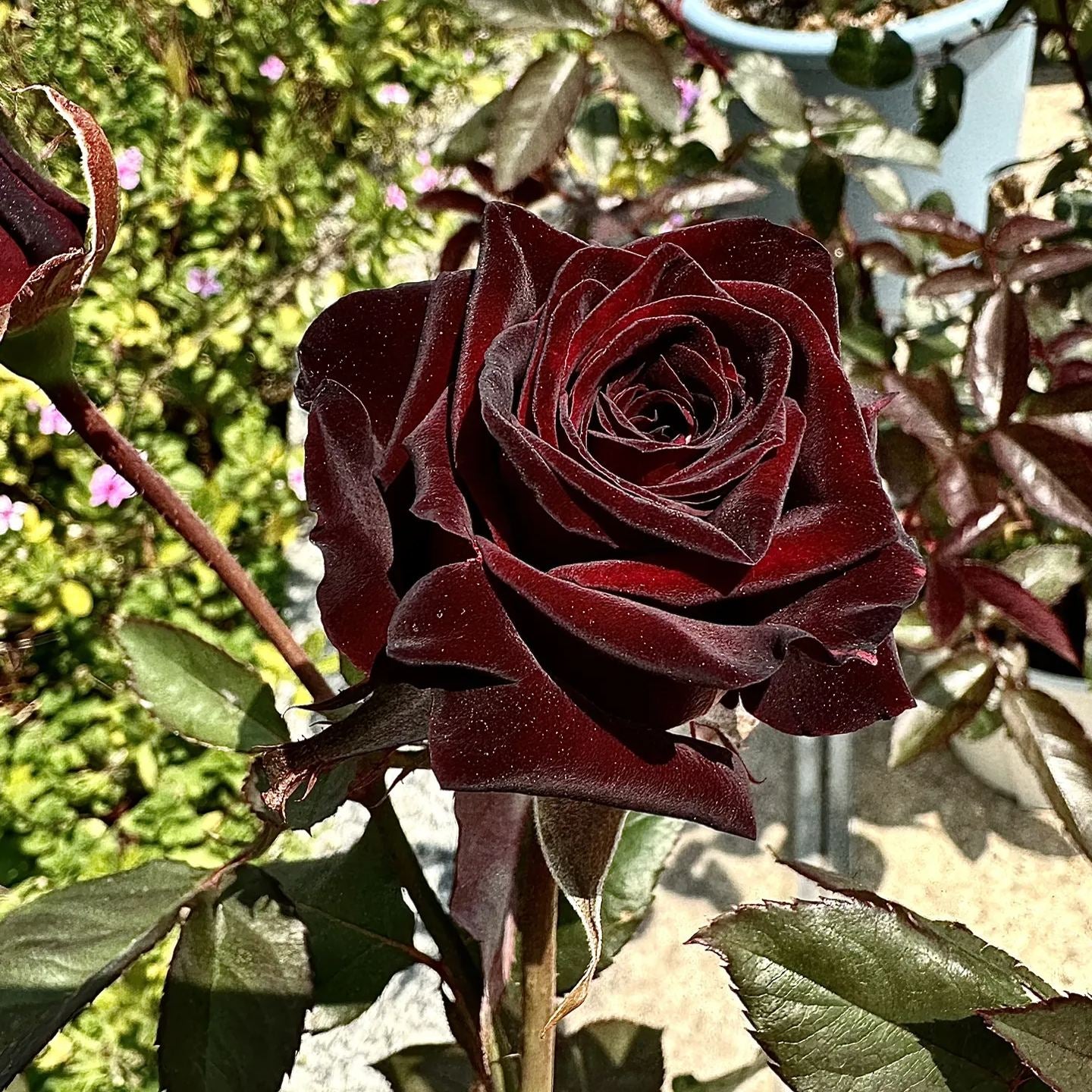 On sale!🌹🖤New for Spring🥰Black Buck Rose