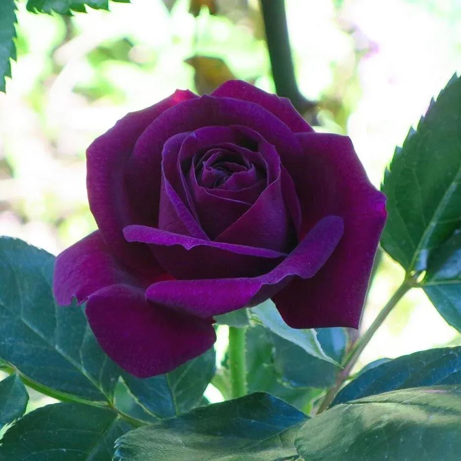 🎉2024 Hot-selling ✨-Premium Rose Seeds Mix🌈🌹