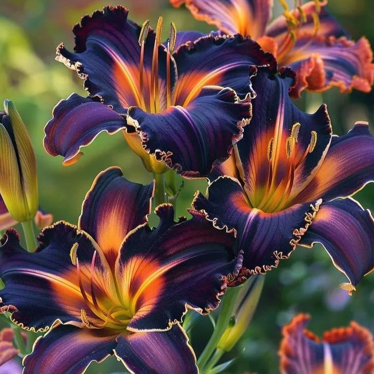 🌸 Rare Exquisite Lily Bulbs Ship From Oregon