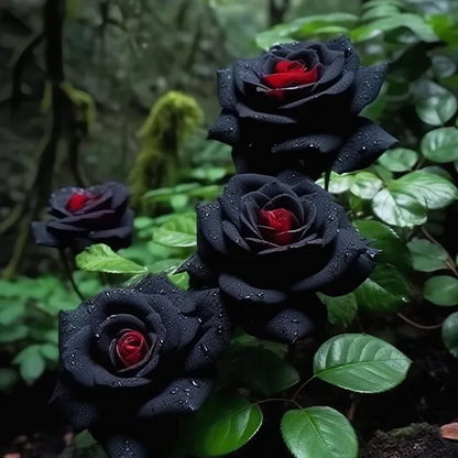 👍 higher quality -🌹Rare Black Red Rose Flower Seeds