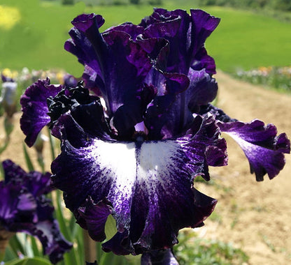 ⚜️Signature Tall Bearded Iris – Premium Garden Edition⚜️