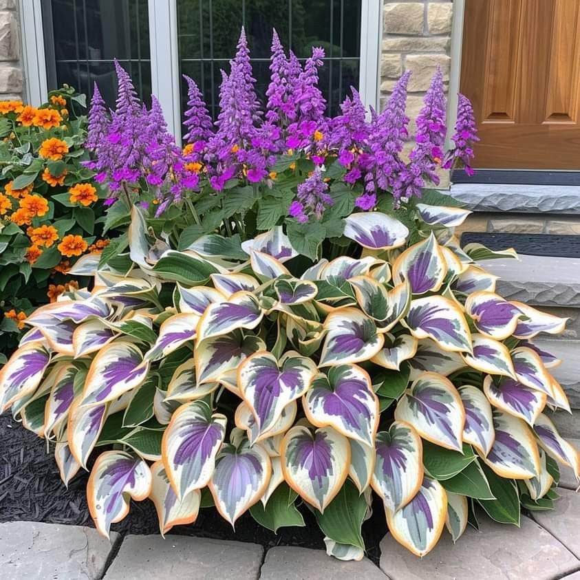 🌿 Unique Hosta Seeds – Freshly Shipped From Oregon 🌱