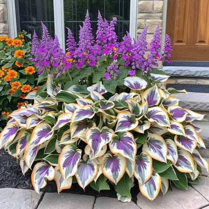 🌿 Unique Hosta Seeds – Freshly Shipped From Oregon 🌱