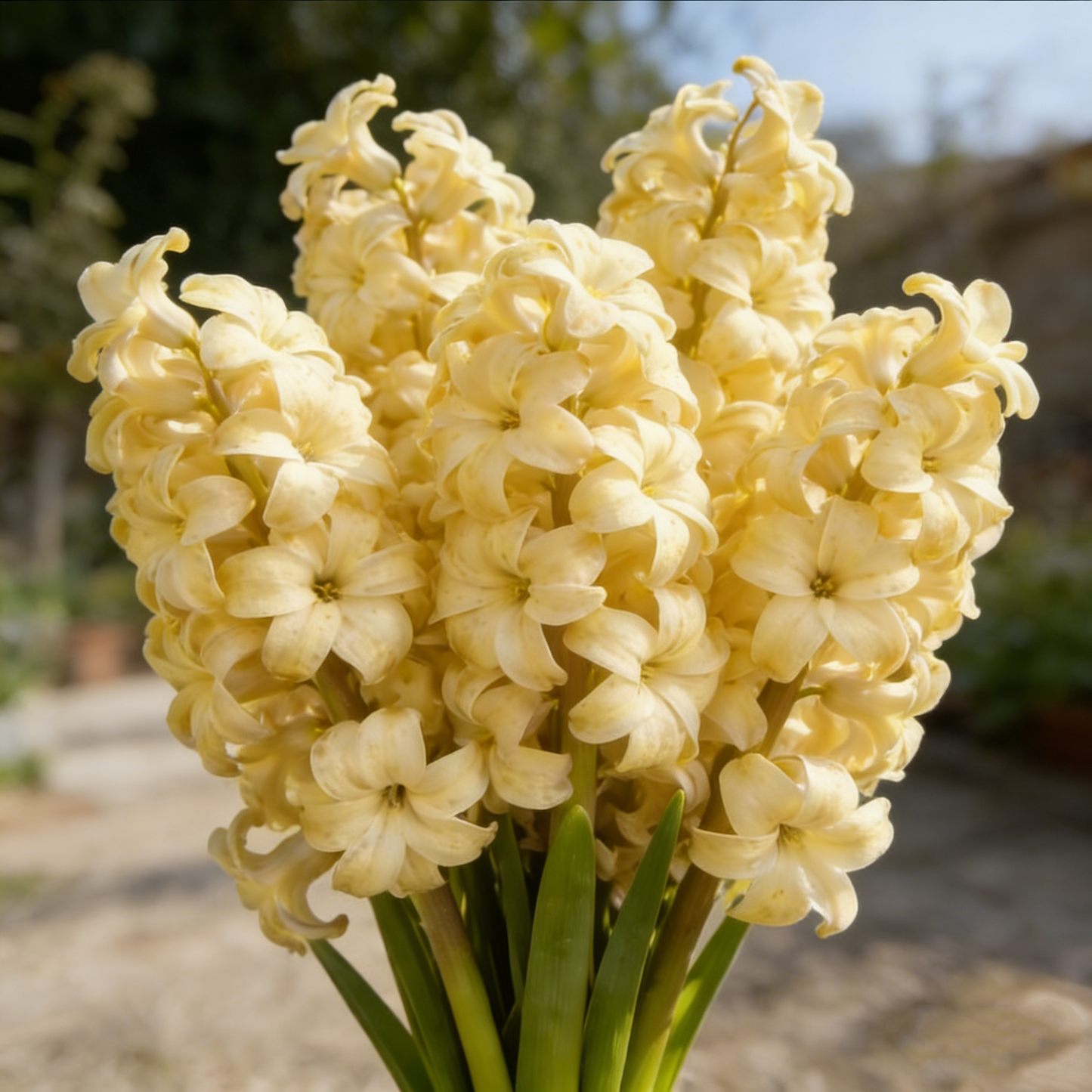 🌟New Arrival🌷Premium Hyacinth Bulbs – Fragrant Color Mix✨