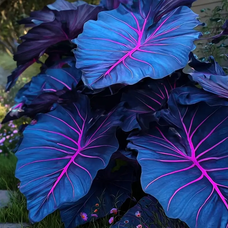 🌿Garden Favorite Hosta Bulbs – Rare & Beautiful Perennial Flowering Plants🎁