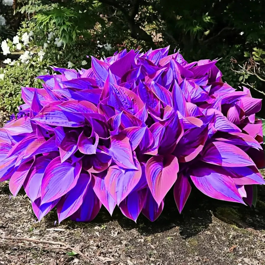 🍃 Exclusive Hosta Bulbs – Unique Foliage, Effortless Beauty