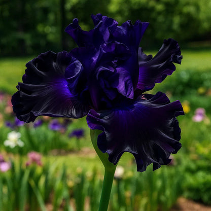 ⚜️Signature Tall Bearded Iris – Premium Garden Edition⚜️