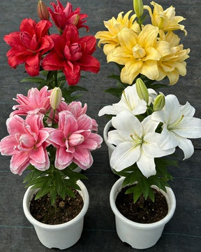 🌸56% OFF Romantic Double Lily Bulbs🌼