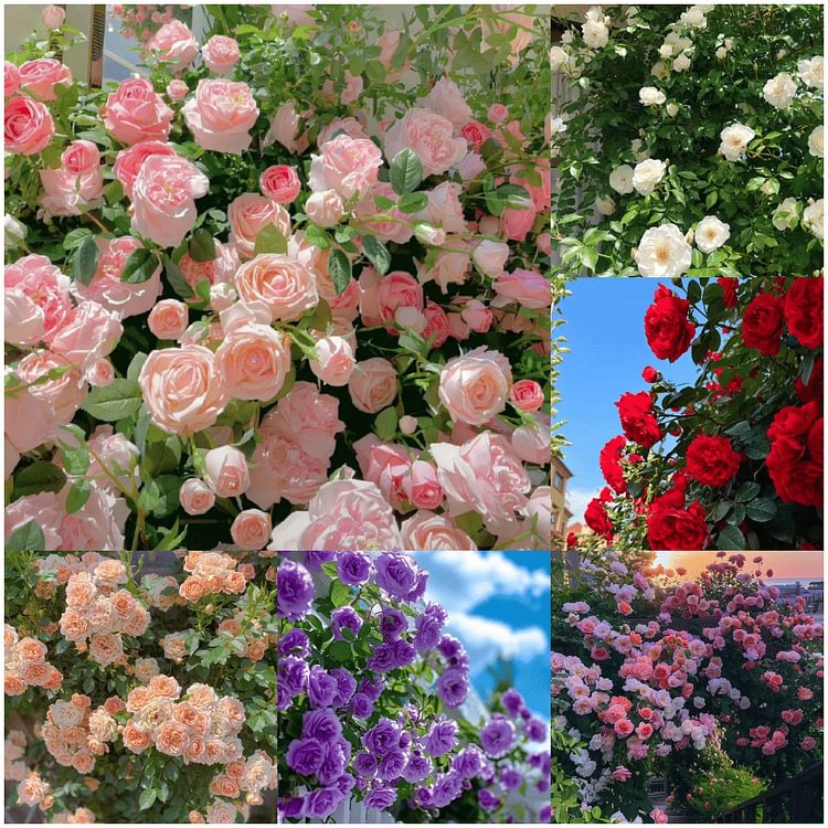 56% OFF✨Rare Climbing Rose Seeds🌹