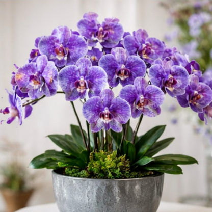 🎁2026 Must Plant🌺Premium Phalaenopsis Orchid Seeds✨