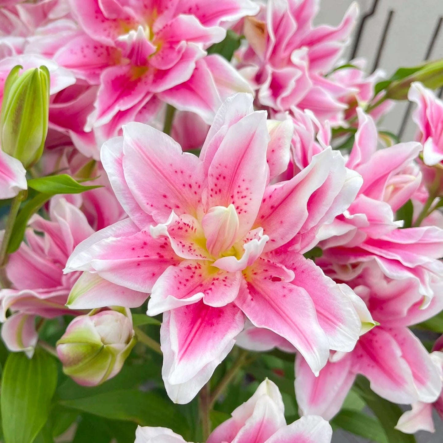 🎁2026 Must Plant☀️Rare Lily Bulbs🌸