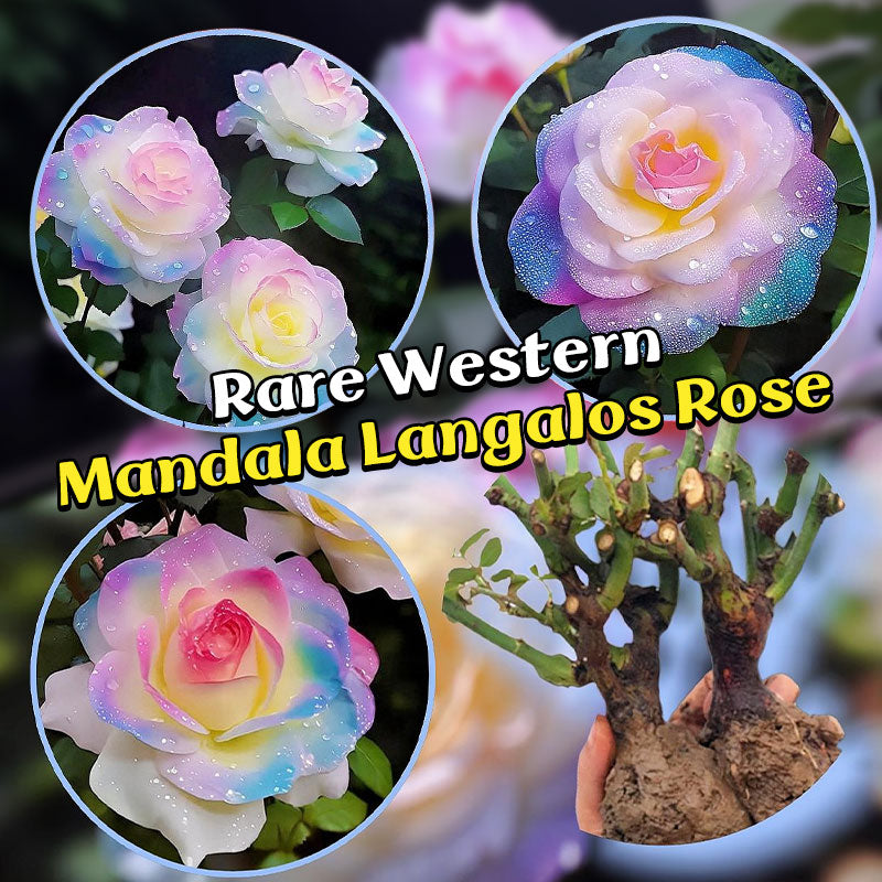 Rare Western Mandala Langalos Rose🫧🌈