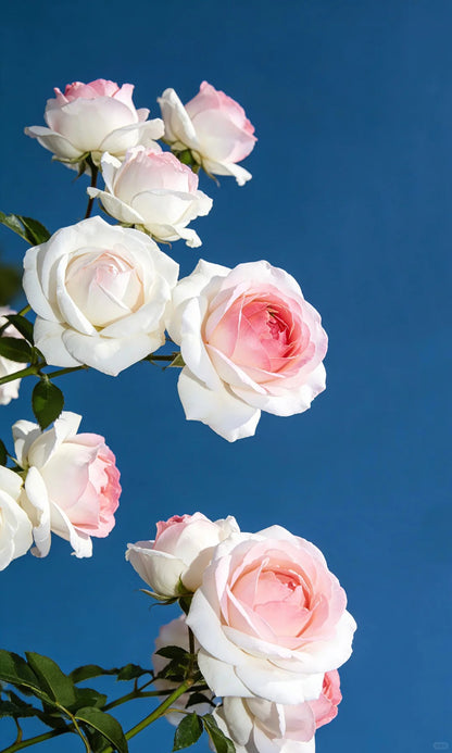 🌹Gradient Pearl Roses Seeds – Multi/Two-Tone Bloom Magic🌈