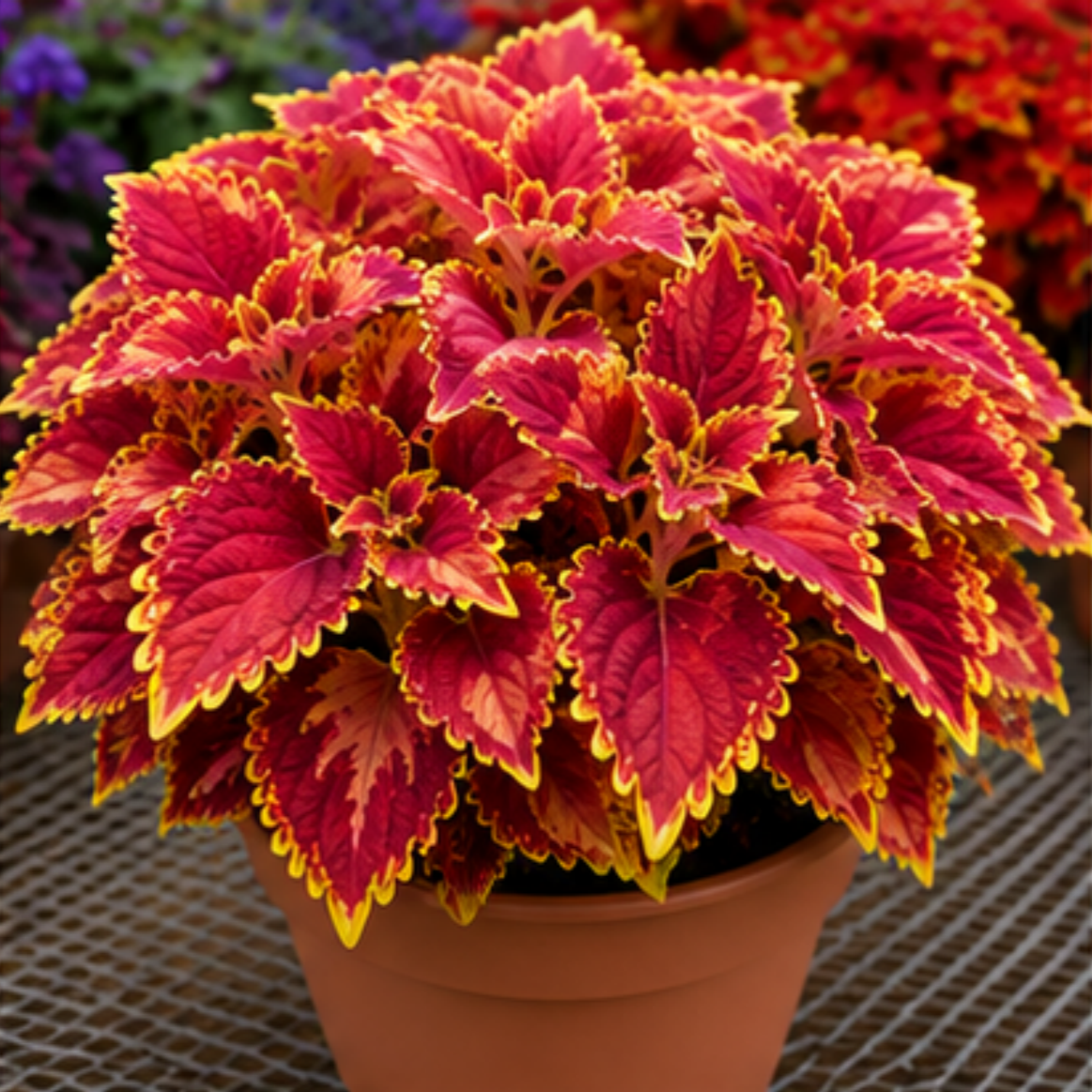 🌿Coleus Bulbs🌷 – Fill Your Garden With Color🌈