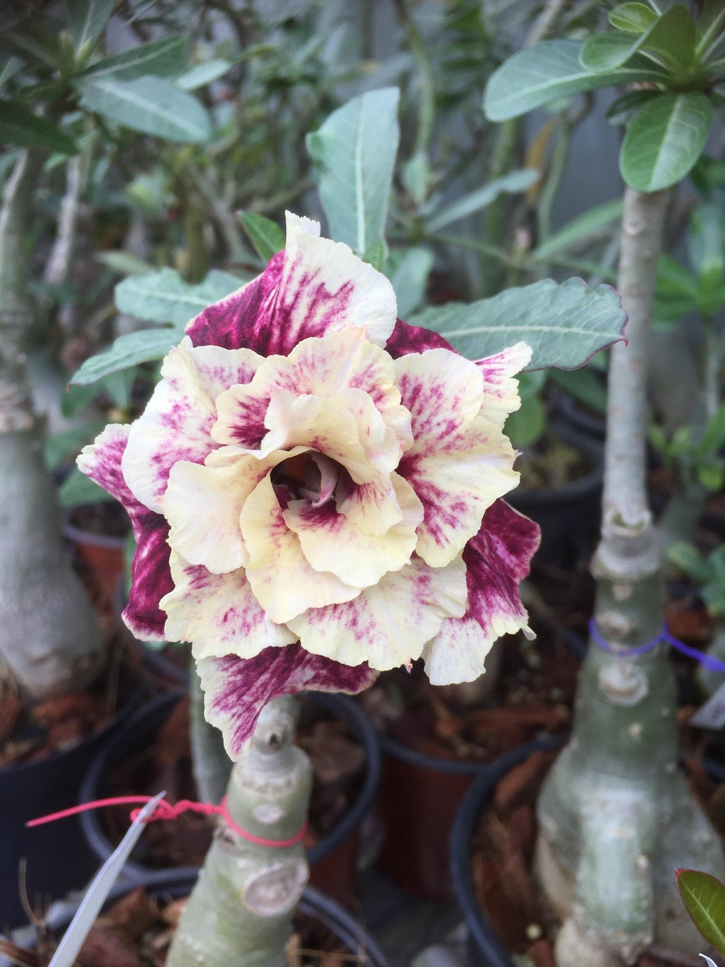 5 Seeds (Adenium Obesum) Golden Year Desert Rose