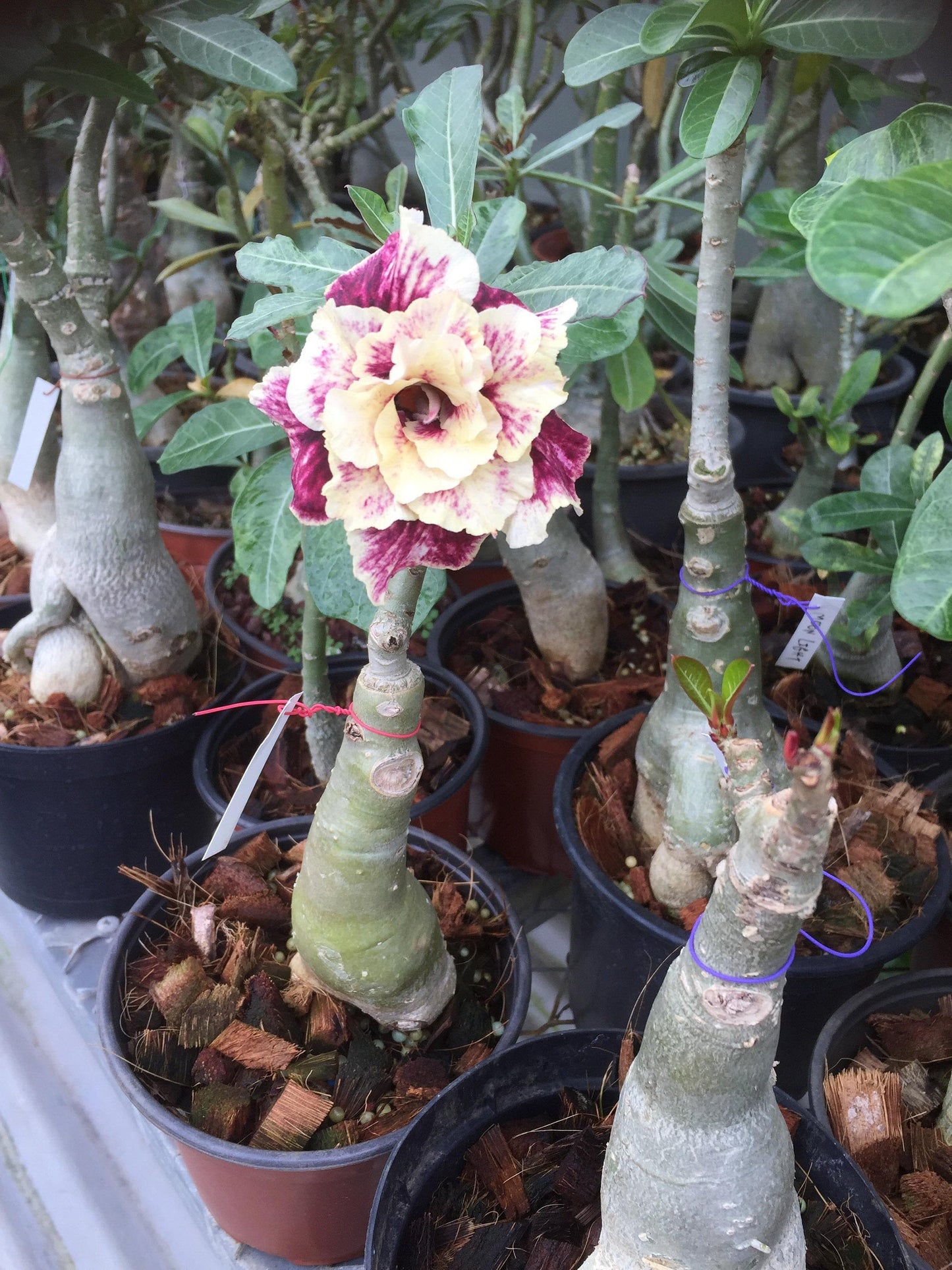 5 Seeds (Adenium Obesum) Golden Year Desert Rose