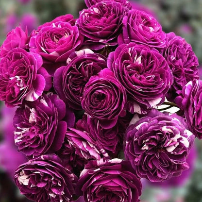 Rose “Scented Jewel”  Rose Live Plant Rare Color Shrub 2-Years 1 Gallon