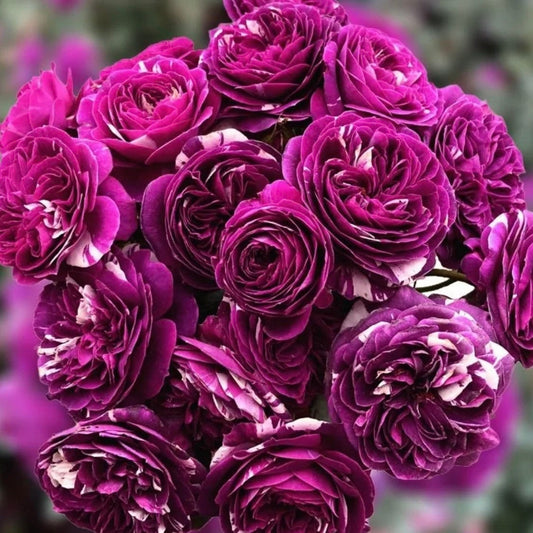 Rose “Scented Jewel”  Rose Live Plant Rare Color Shrub 2-Years 1 Gallon