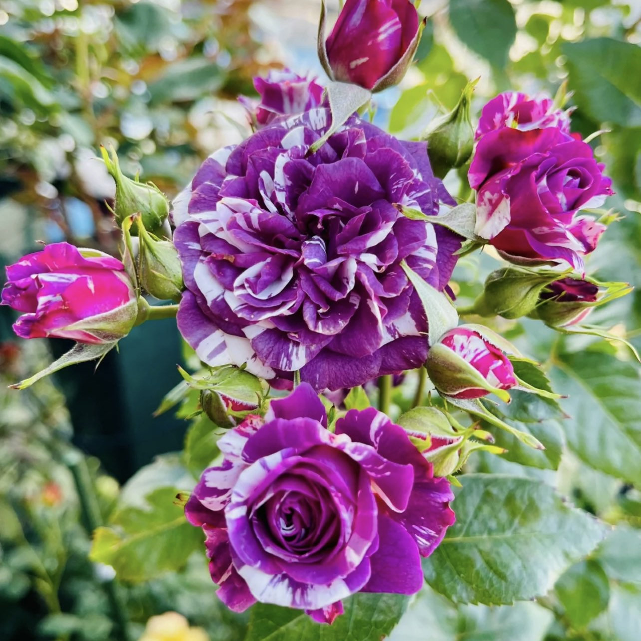 Rose “Scented Jewel”  Rose Live Plant Rare Color Shrub 2-Years 1 Gallon