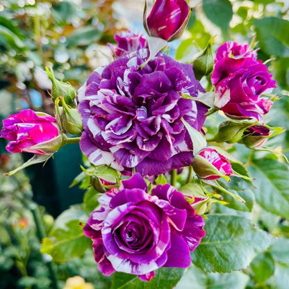 Rose “Scented Jewel”  Rose Live Plant Rare Color Shrub 2-Years 1 Gallon