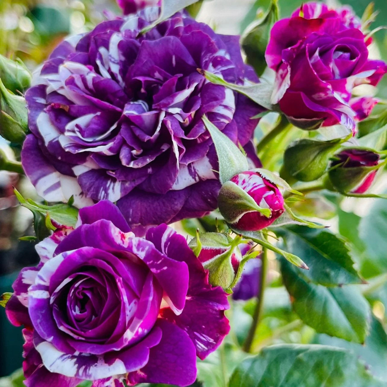 Rose “Scented Jewel”  Rose Live Plant Rare Color Shrub 2-Years 1 Gallon