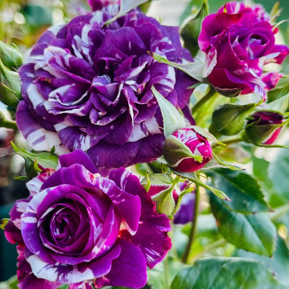 Rose “Scented Jewel”  Rose Live Plant Rare Color Shrub 2-Years 1 Gallon