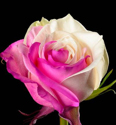 Fuchsia white rose seeds - 20 seeds - code 701
