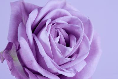 Sterling silver rose seeds 20 seeds- code 181 - light purple rose