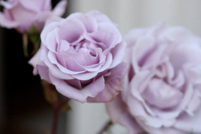 Sterling silver rose seeds 20 seeds- code 181 - light purple rose