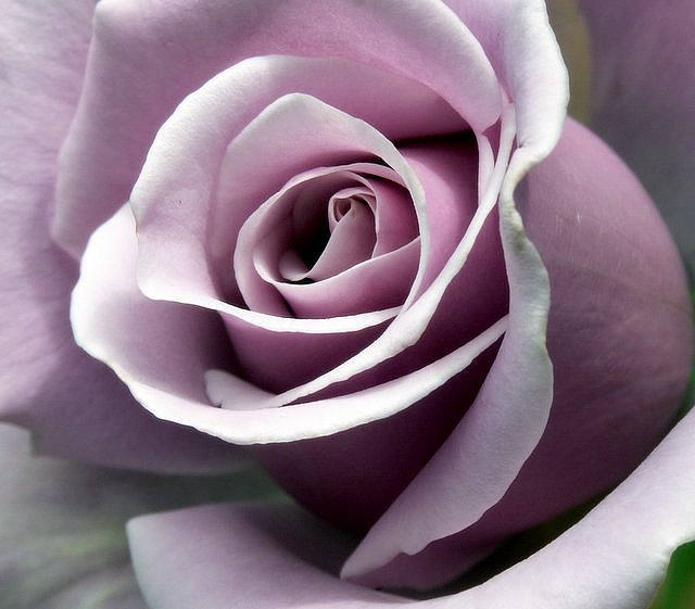 Sterling silver rose seeds 20 seeds- code 181 - light purple rose