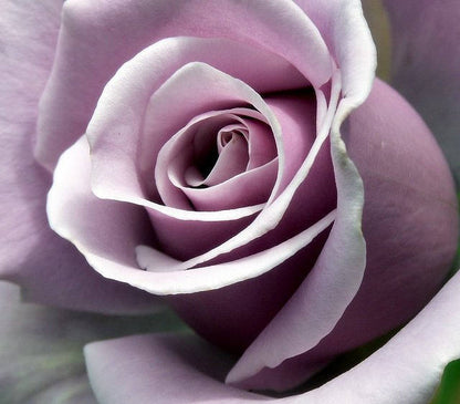 Sterling silver rose seeds 20 seeds- code 181 - light purple rose