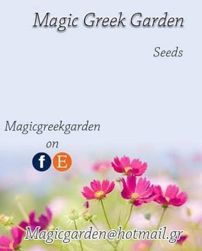 Red white roses seeds -meteor shower roses seeds - 20 seeds - code 536