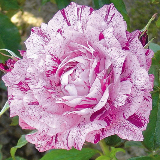 Fuksia white roses seeds - 20 seeds- code 360