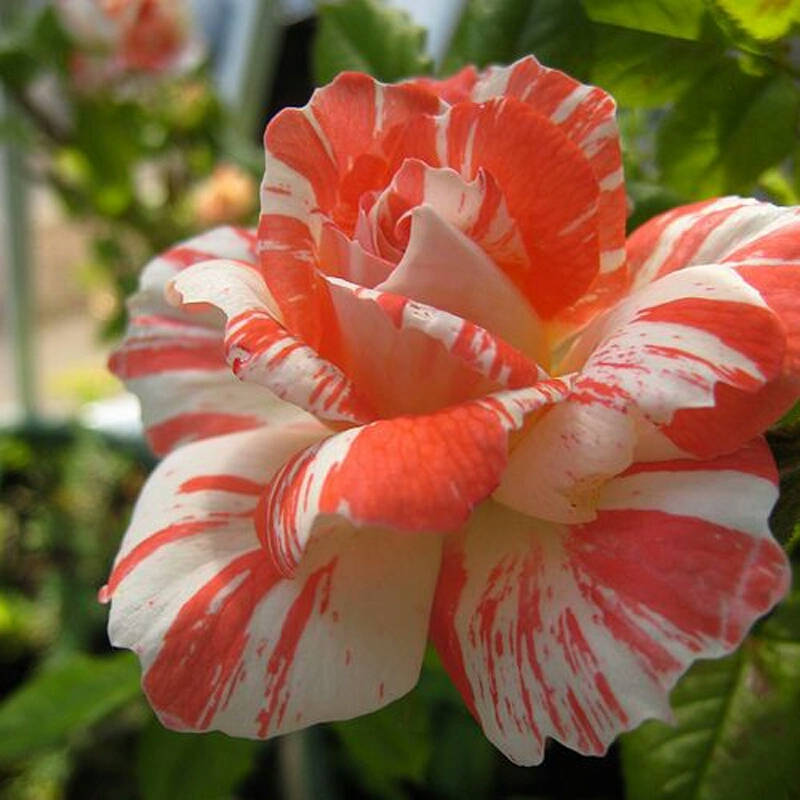 Orange white roses seeds - 20 seeds -meteor shower roses seeds code 535