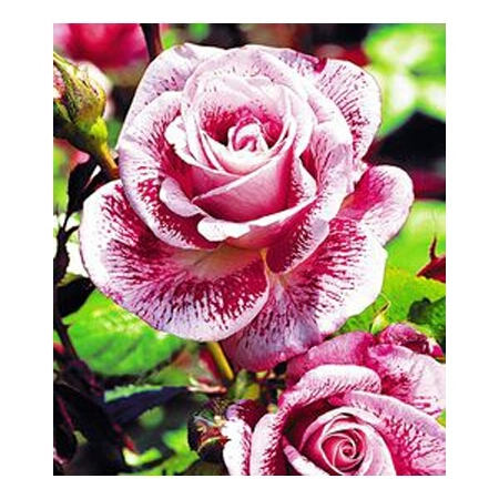 Red white roses seeds -meteor shower roses seeds - 20 seeds - code 536