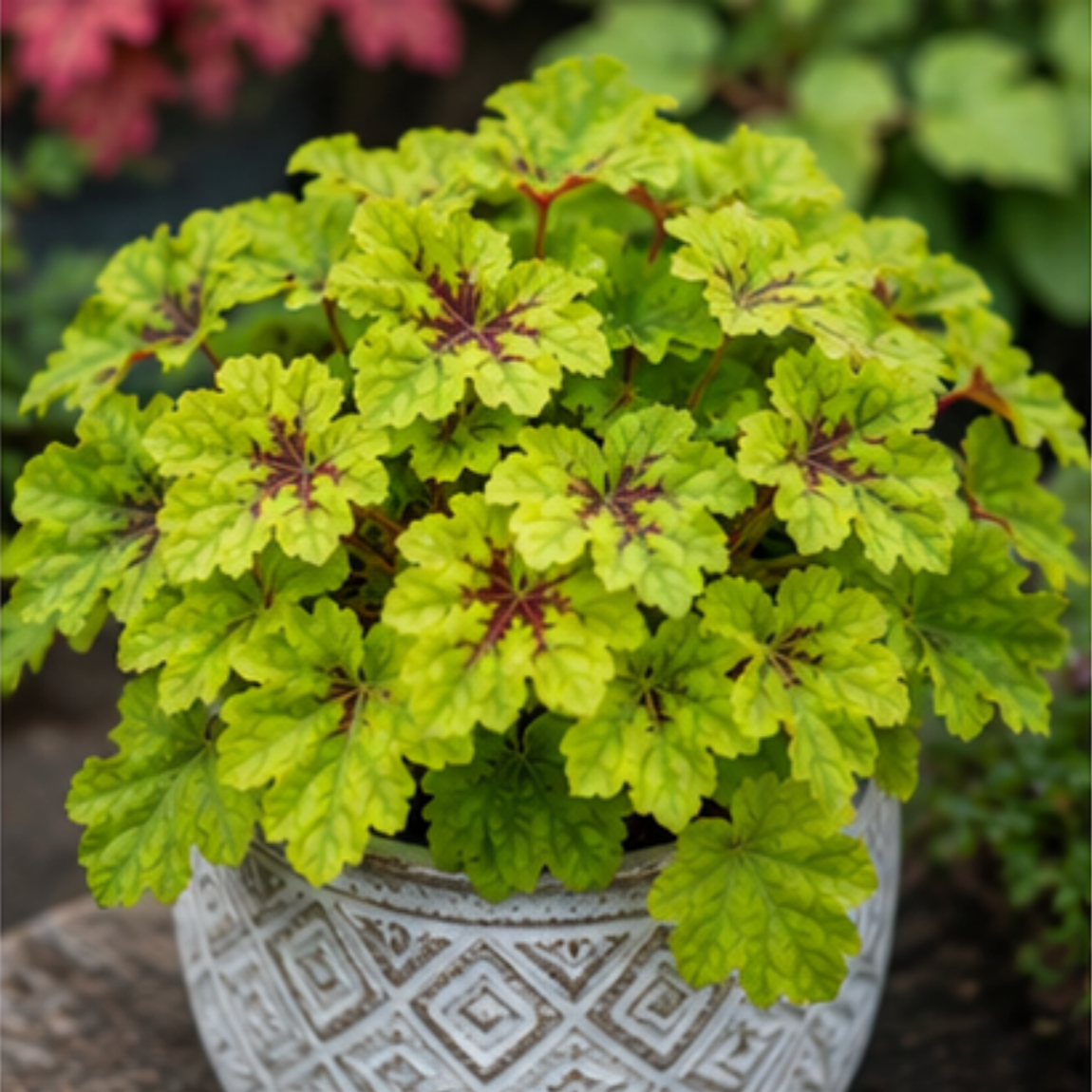 🎨Add Elegant Color to Your Garden - 🌱Heuchera Seeds🌿