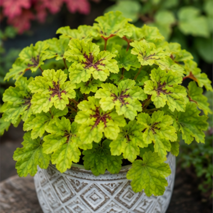 🎨Add Elegant Color to Your Garden - 🌱Heuchera Seeds🌿
