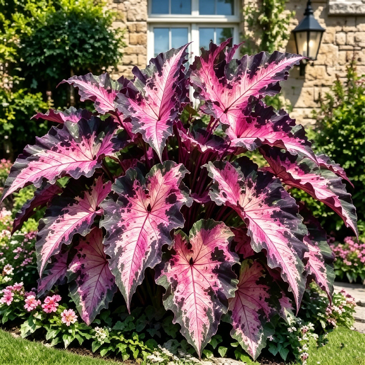 💖 Rainbow Beauty Caladium Bulbs – Lush Multicolor Leaves for a Dreamy Garden