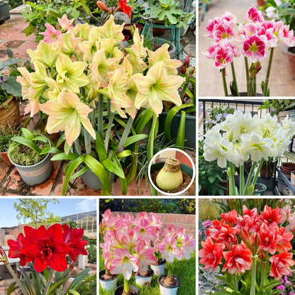 🌺 Amaryllis Bulbs | Grow Bold, Beautiful Blooms