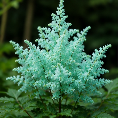 🌸Shade Garden Beauty Astilbe – Hardy, Easy-Care Flowering Bulbs🌿