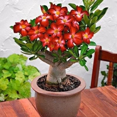 ✨Desert Rose Seeds🌹Heat-Resistant✨