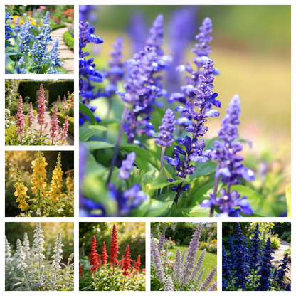 👉 Salvia Flower Seeds Mix – Grow a Butterfly Garden All Summer