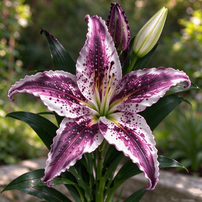 🌟 Rare Starfish Lily Bulbs – Stunning Multicolor Star-Shaped Blooms
