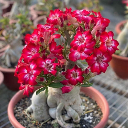 ✨Desert Rose Seeds🌹Heat-Resistant✨