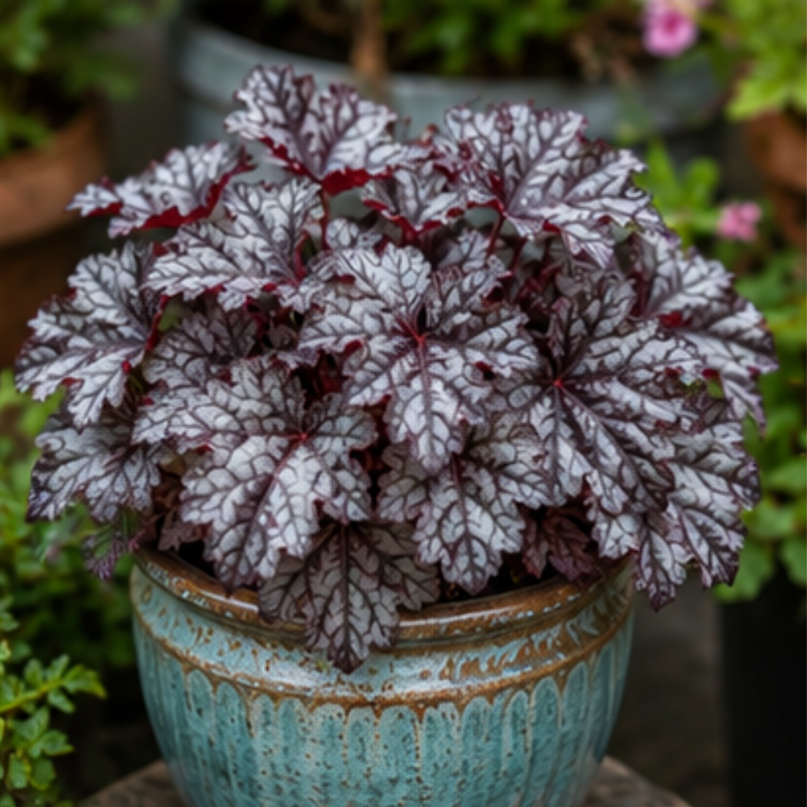 🎨Add Elegant Color to Your Garden - 🌱Heuchera Seeds🌿